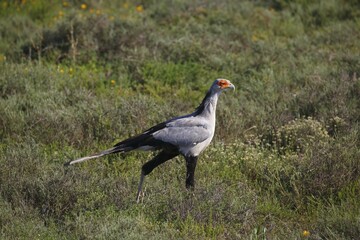 Secretarybird (Sagittarius serpentarius), Eastern Cape, South Africa, Africa