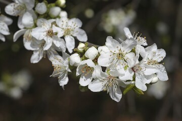 Wild or sweet cherry (Prunus avium) flowers, Lower Austria, Austria, Europe