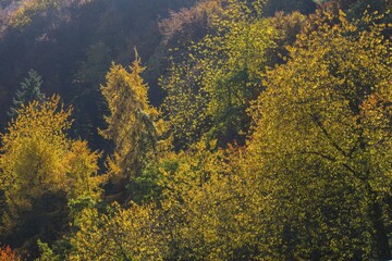 Fototapeta premium Autumnal mixed forest, Ahr Valley, Rhineland-Palatinate, Germany, Europe