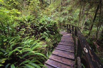 Obraz premium Boardwalk, Rainforest Trail, Pacific Rim National Park, Vancouver Island, British Columbia, Canada, North America