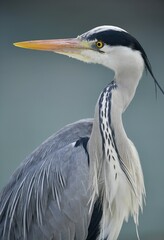 Grey Heron (Ardea cinerea), portrait, Baden-Württemberg, Germany, Europe