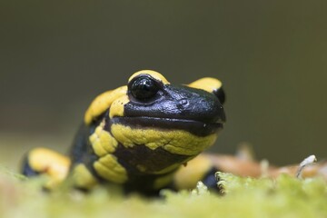 Fire salamander (Salamandra salamandra), Portrait, Hesse, Germany, Europe