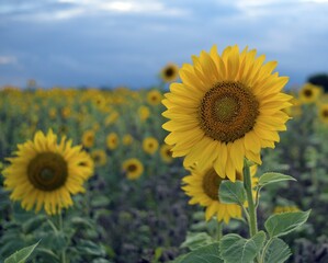 Fototapeta premium Sunflower (Helianthus), sunflower field, North Rhine-Westphalia, Germany, Europe