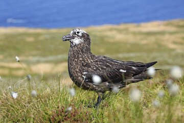 Great Black-backed Gull (Stercorarius skua), fledgling young bird, Island Runde, Norway, Europe
