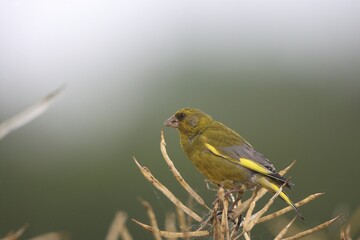 Greenfinch (Chloris chloris), Allgaeu, Bavaria, Germany, Europe
