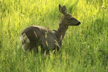 European roe deer (Capreolus capreolus), doe, in high grass, Allgäu, Bavaria, Germany, Europe