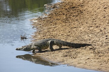 Nile crocodile (Crocodylus niloticus) entering Grumeti River, Serengeti National Park, Tanzania, Africa
