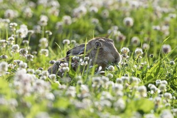 European hare (Lepus europaeus), sitting in clover (Trifolium repens), Lower Rhine, North Rhine-Westphalia, Germany, Europe
