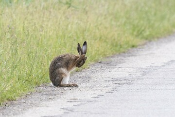 European hare (Lepus europaeus), preening on the roadside, Neusiedler See national park,...