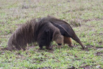 Giant Anteater (Myrmecophaga tridactyla) foraging, Mato Grosso, Brazil, South America