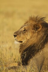 Lion (Panthera leo), resting male, Savuti, Chobe National Park, Botswana, Africa