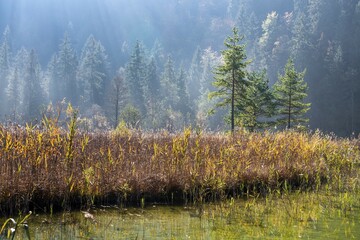 Reed banks in autumn at Lake Schwansee, Füssen, Ostallgäu, Bavaria, Germany, Europe