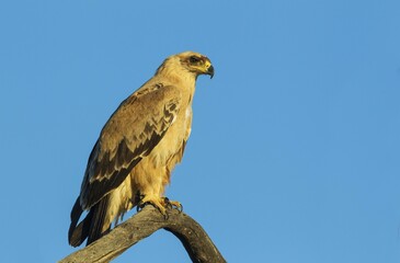 Tawny Eagle (Aquila rapax), pale variety, sitting on perch, Kalahari Desert, Kgalagadi Transfrontier Park, South Africa, Africa