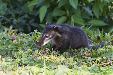 South American Coati (Nasua), Iguazu National Park, Parana State, Brazil, South America