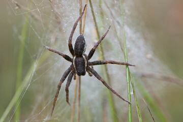 Raft spider (Dolomedes fimbriatus) in its web, Lower Saxony, Germany, Europe