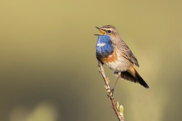 Fototapeta premium Bluethroat (Luscinia svecica), singing, sitting on branch, Texel, province of North Holland, The Netherlands, Europe