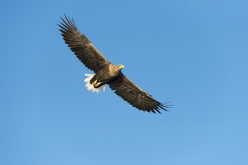 White-tailed Eagle or Sea Eagle (Haliaeetus albicilla), in flight, Mecklenburg Lake District, Mecklenburg-Western Pomerania, Germany, Europe