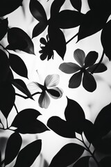 Obraz premium Elegant Black and White Floral Silhouette