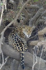 Young Jaguar (Panthera onca) in a tree, Cuiaba river, Pantanal, Mato Grosso, Brazil, South America