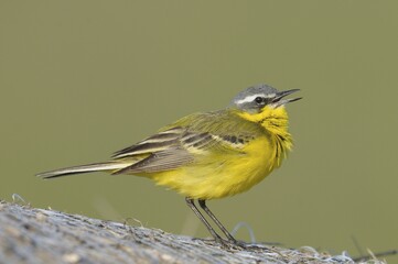 Yellow Wagtail (Motacilla flava)