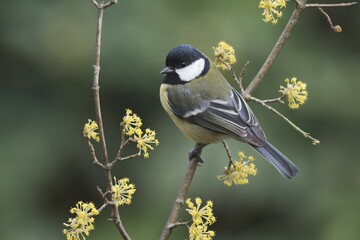 Great tit (Parus major) sits on twig of a Cornelian cherry (Cornus mas), Emsland, Lower Saxony, Germany, Europe
