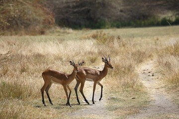 Impala (Aepyceros melampus), Lake Manyara National Park, Tanzania, Africa