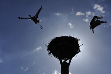 White stork couple (Ciconia ciconia) leave the nest, silhouettes against blue sky, Kuhlrade,...