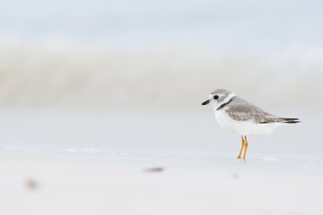Kentish plover (Charadrius alexandrinus) standing by the water, Cayo Santa Maria, Cuba, Central America
