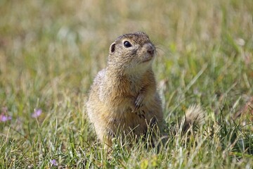 European ground squirrel (Spermophilus citellus), Burgenland, Austria, Europe