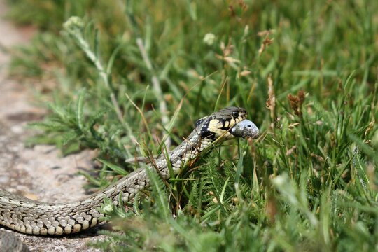 Grass snake (Natrix natrix) with a captured Belica or Moderlieschen (Leucaspius delineatus), Lake Balaton, Hungary, Europe