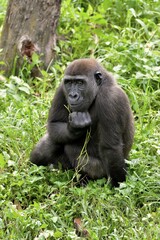 Western Lowland Gorilla (Gorilla gorilla gorilla), captive, South-West Region, Cameroon, Africa
