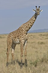Maasai Giraffe or Kilimanjaro Giraffe (Giraffa camelopardalis tippelskirchi), Massai Mara, Rift Valley Province, Kenya, Africa