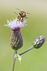 Sicus ferrugineus (Sicus ferrugineus), mating, Emsland, Lower Saxony, Germany, Europe