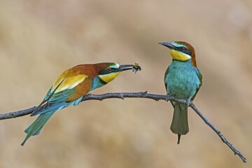 Two bee-eaters (Merops apiaster) sitting on a branch, animal pair, Rhineland-Palatinate, Germany, Europe