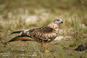 Red Kite (Milvus milvus), Allgaeu, Bavaria, Germany, Europe