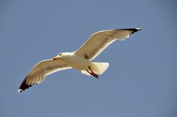 Sea gull (Laridae) in flight, Essaouira, Morocco, Africa