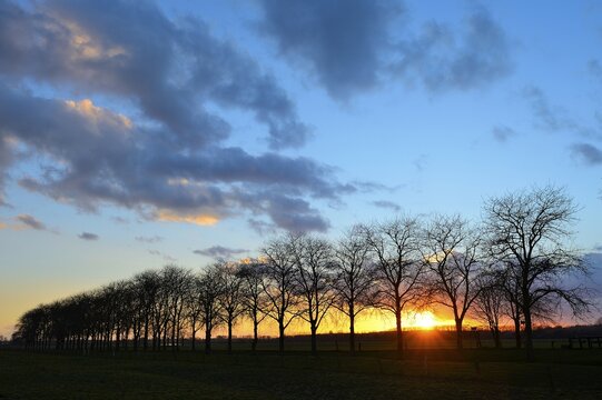 Row of trees in the sunset, Bislich Island, Xanten, North Rhine-Westphalia, Germany, Europe