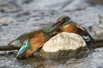 Fighting Kingfisher Females (Alcedo atthis), territorial fight, Hesse, Germany, Europe