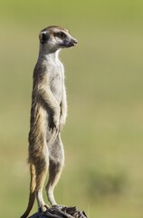 Suricate or meerkat (Suricata suricatta), guard on the lookout, rainy season with green surroundings, Kalahari Desert, Kgalagadi Transfrontier Park, South Africa, Africa
