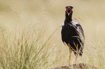 Northern Black Korhaan (Afrotis afraoides), also called White-quilled Bustard, male, displaying, calling for a female, Kalahari Desert, Kgalagadi Transfrontier Park, South Africa, Africa