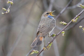 Bluethroat (Luscinia svecica) sitting on a branch, singing, Emsland, Lower Saxony, Germany, Europe