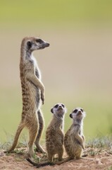 Suricates (Suricata suricatta), adult with two young on the lookout, during the rainy season in green surroundings, Kalahari Desert, Kgalagadi Transfrontier Park, South Africa, Africa