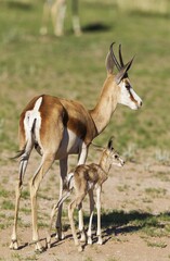 Springboks (Antidorcas marsupialis), ewe with newborn lamb, during the rainy season in green surroundings, Kalahari Desert, Kgalagadi Transfrontier Park, South Africa, Africa