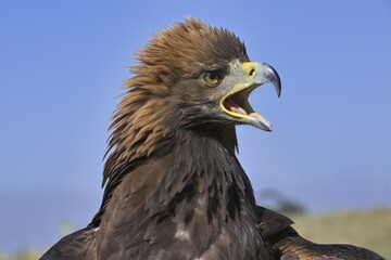 Portrait of a Golden Eagle (Aquila chrysaetos), Song kol lake, Naryn region, Kyrgyzstan, Asia
