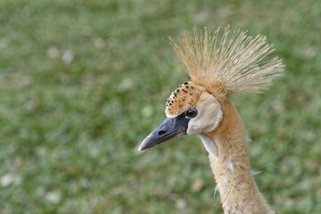 Head of a Grey Crowned-Crane or Blue-necked Crowned-Crane (Balearica regulorum), juvenile bird, captive