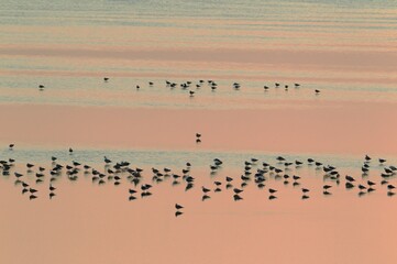 Lesser Black-backed Gulls (Larus fuscus), resting in shallow water at dusk, Laguna de Fuente de Piedra, Malaga province, Andalusia, Spain, Europe