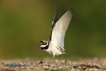 Little ringed plover (Charadrius dubius), landing on the gravel bank, Biosphere Reserve Middle Elbe, Dessau-Roßlau, Saxony-Anhalt, Germany, Europe
