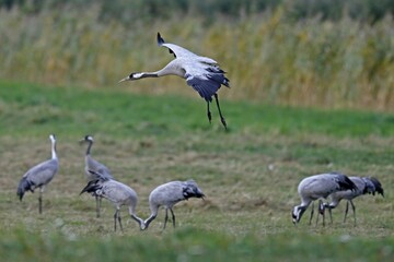 Cranes (Grus grus), standing in a meadow, Western Pomerania Lagoon Area National Park,...