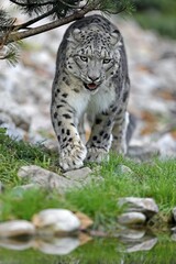 Snow leopard (Panthera uncia), running, captive, Germany, Europe