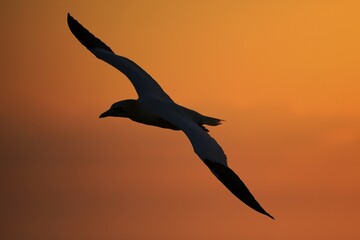 Northern gannet (Sula bassana) flying at sunset, Helgoland, Schleswig-Holstein, Germany, Europe